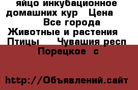 яйцо инкубационное домашних кур › Цена ­ 25 - Все города Животные и растения » Птицы   . Чувашия респ.,Порецкое. с.